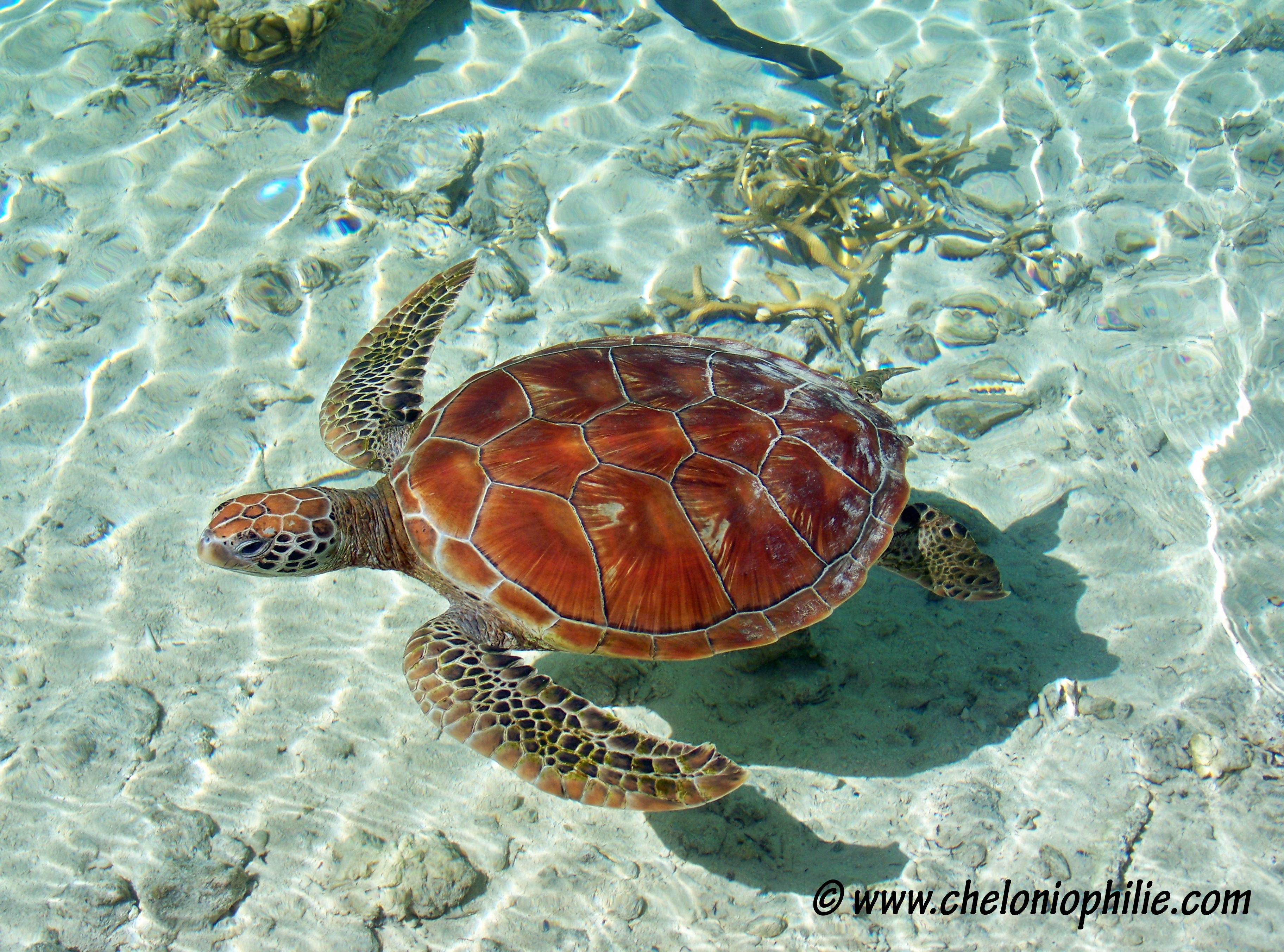 La tortue verte