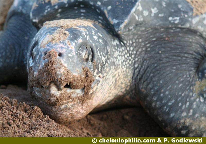 La tortue luth ponte