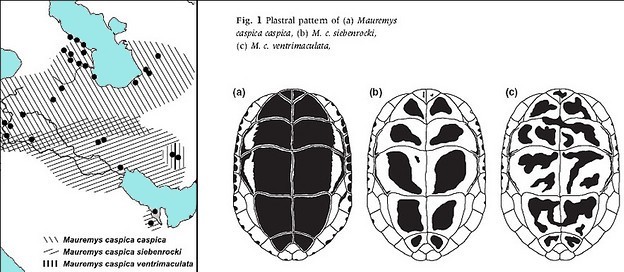 Mauremys caspica