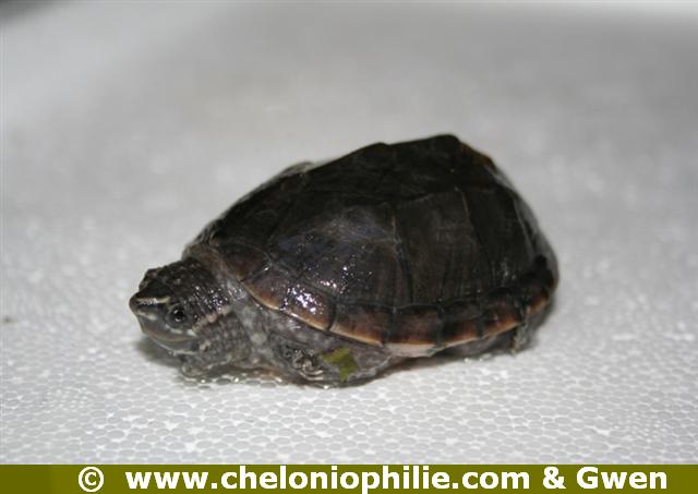 Sternotherus odoratus