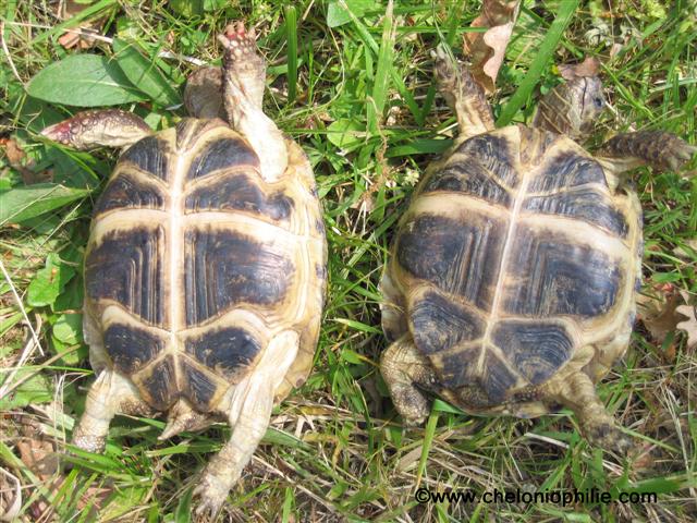 Tortue de Horsfield : Tout Savoir sur elle ! - Blog