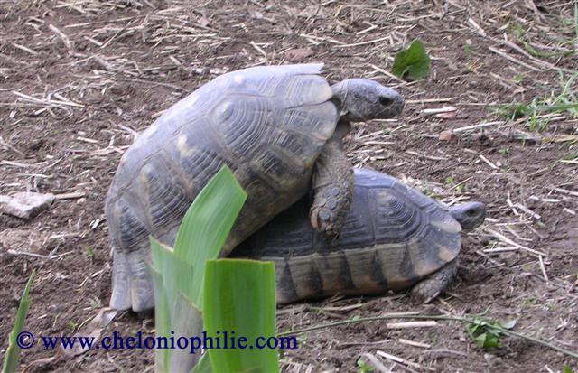 Définition  Tortue bordée - Testudo marginata