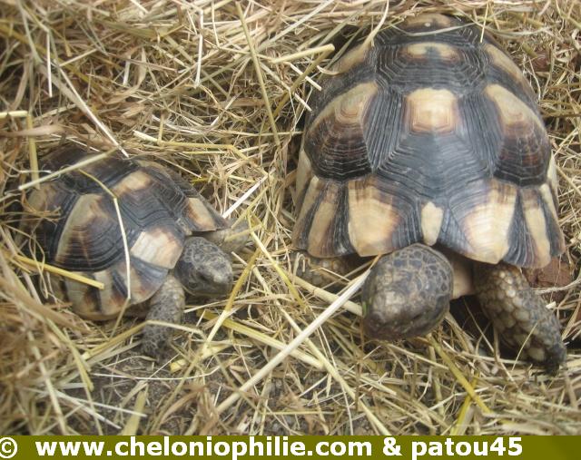 Définition  Tortue bordée - Testudo marginata