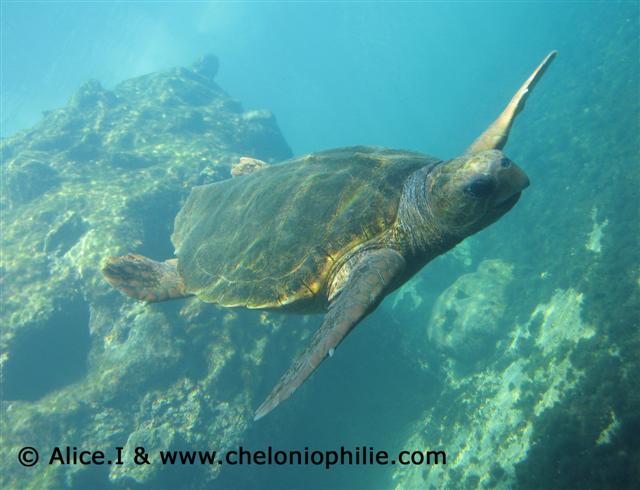 Taie d'oreiller Tortue caouanne (Caretta caretta) 