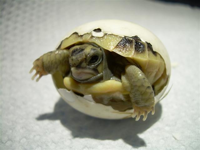 bébé tortue