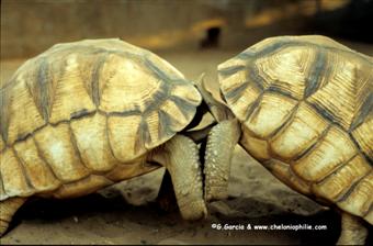 Astrochelys yniphora