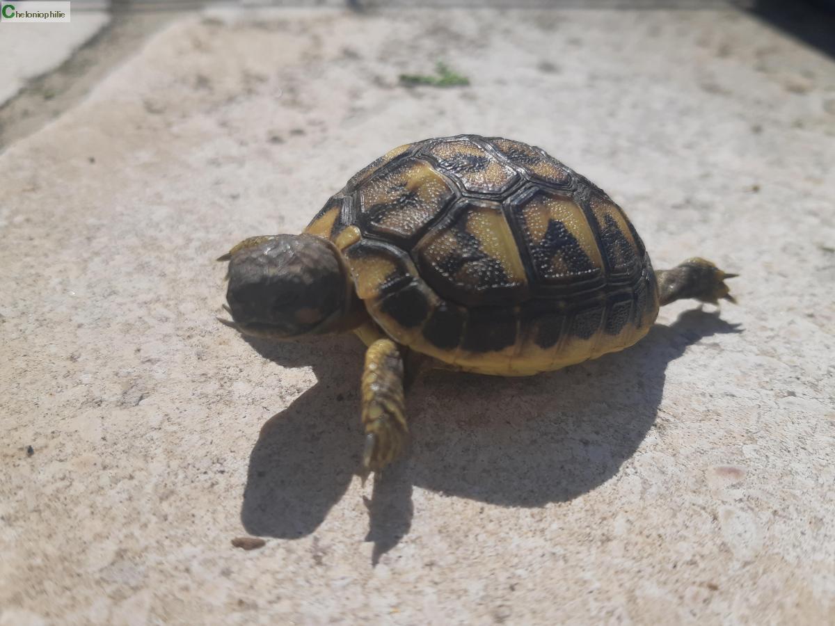 Tortues terrestres Bébés tortue Hermann BasseNormandie Calvados Annonces reptiles