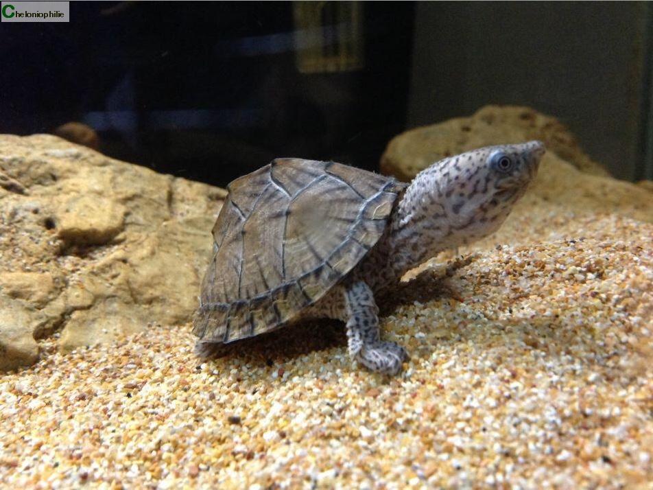 Tortue sternotherus carinatus nourriture