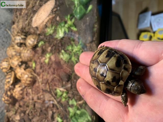 Enclos tortues juvéniles/bébés.