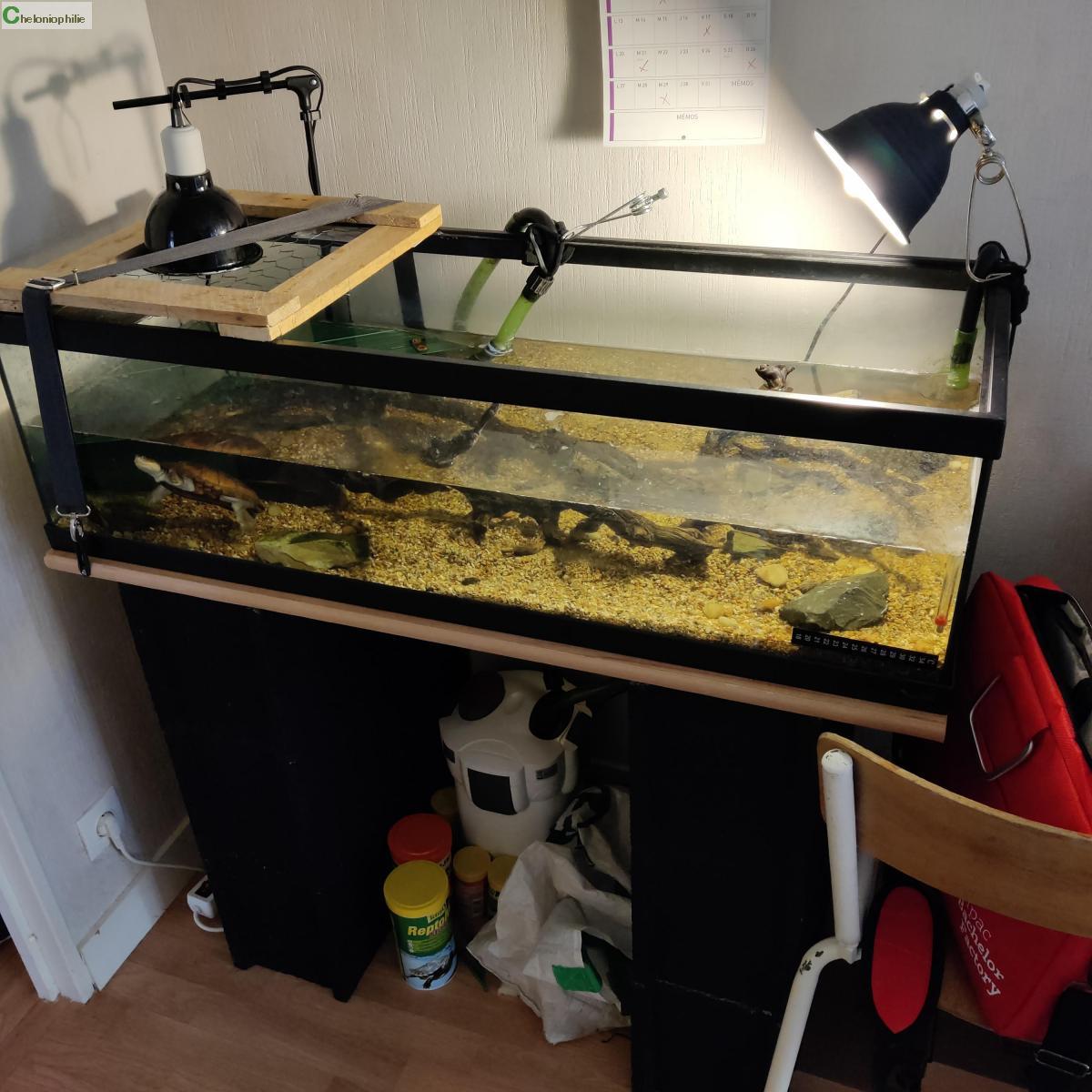 Tortues aquatiques Vend aquarium + tortue aquatique (pelomedusa) Pays de la Loire MaineetLoire