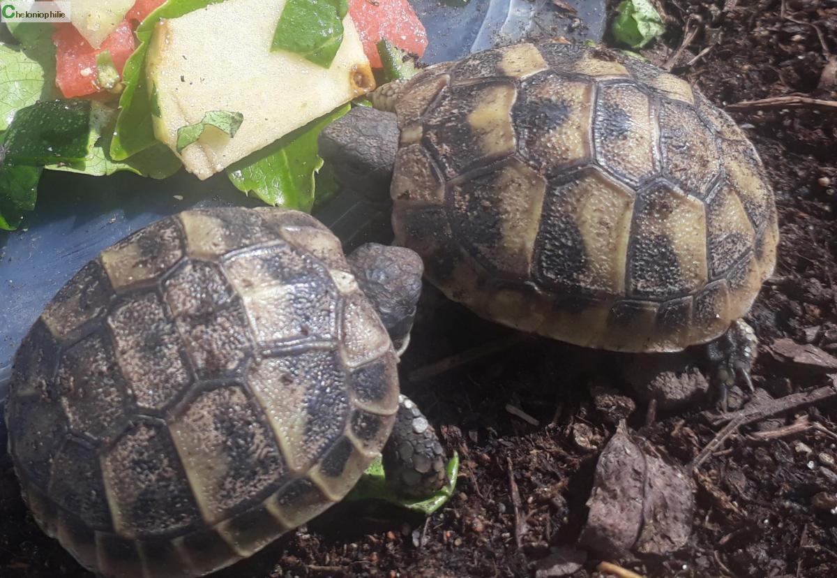 Tortues terrestres Tortues de terre bébés juvéniles Prov.AlpesCôted