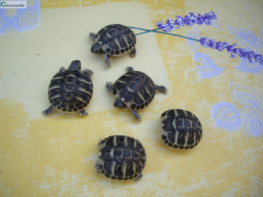 bébés tortues d