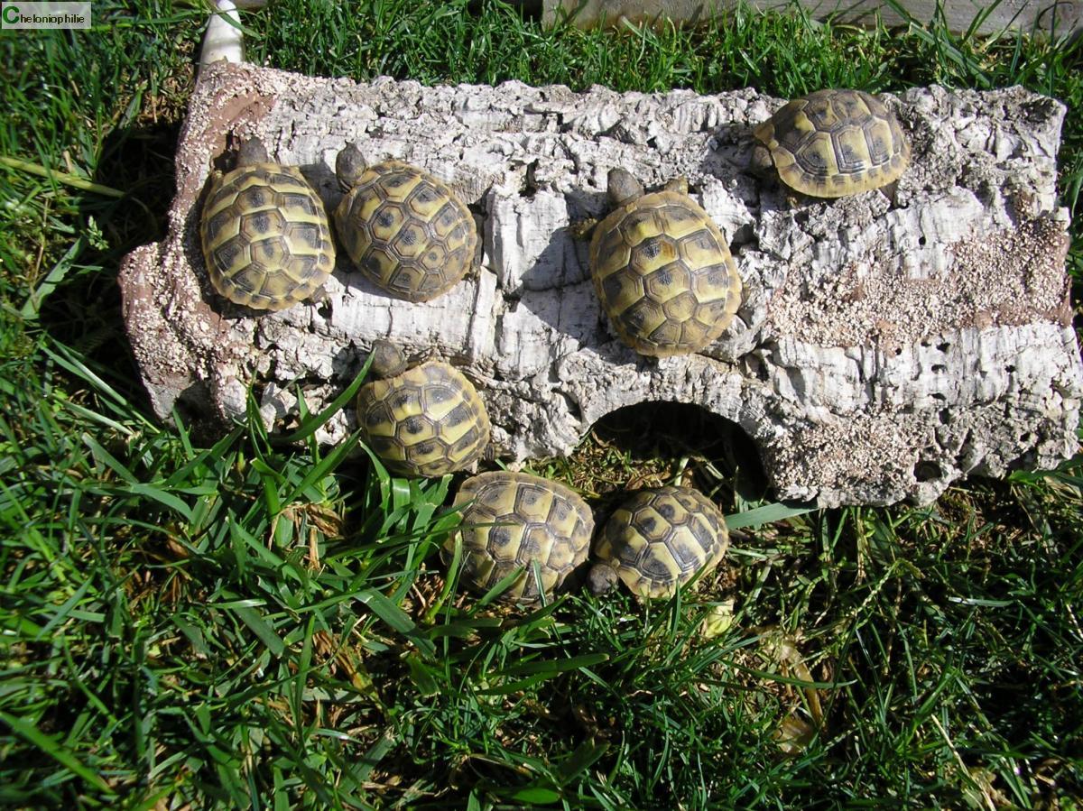 Bébés tortues hermann hermanni 1 an Annonces reptiles