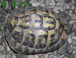 tortue