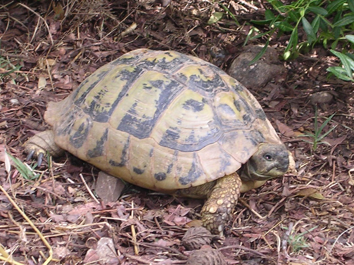 Eurotestudo boettgeri