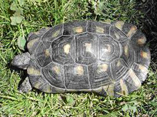 tortue marginée