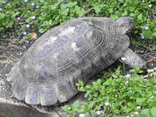 Testudo marginata