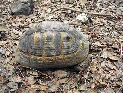 tortue ibera