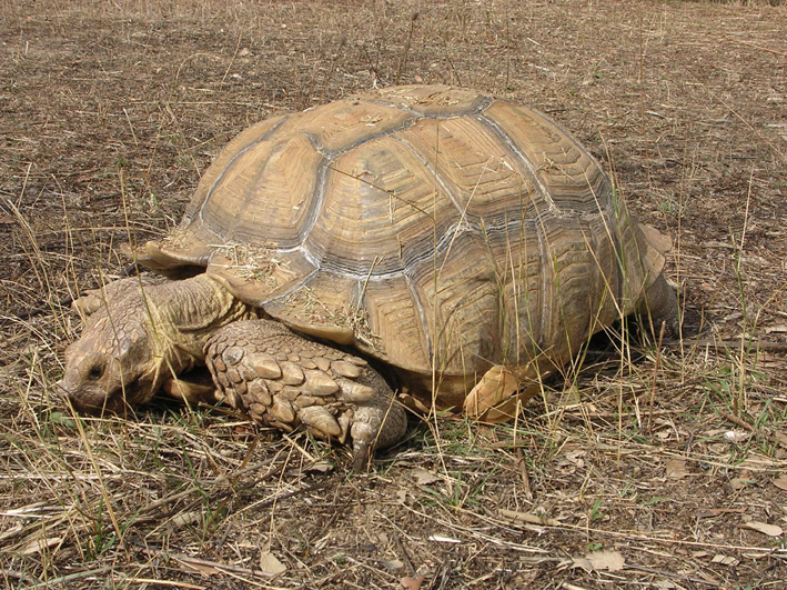 tortue