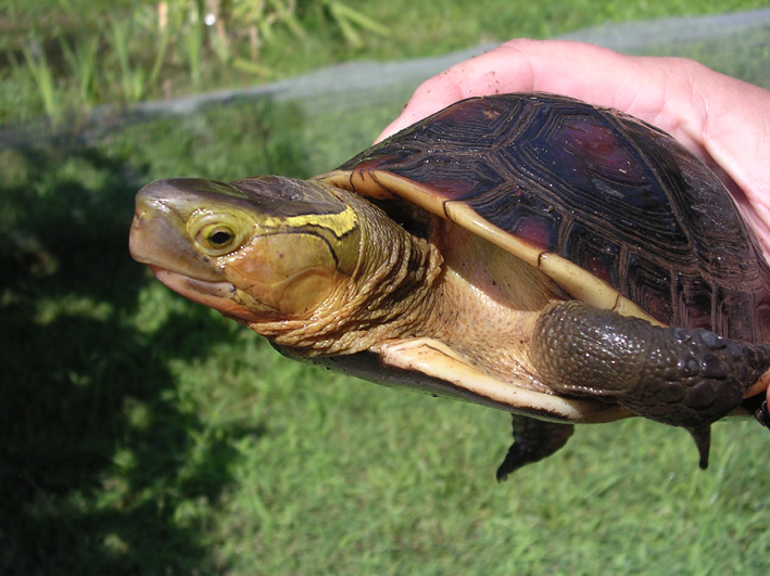 tortue