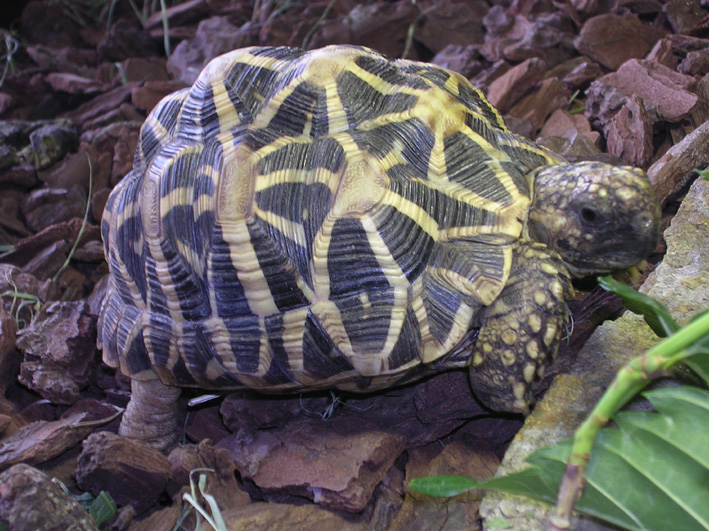 Geochelone elegans