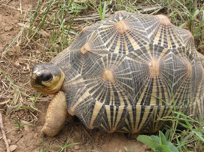 Astrochelys radiata