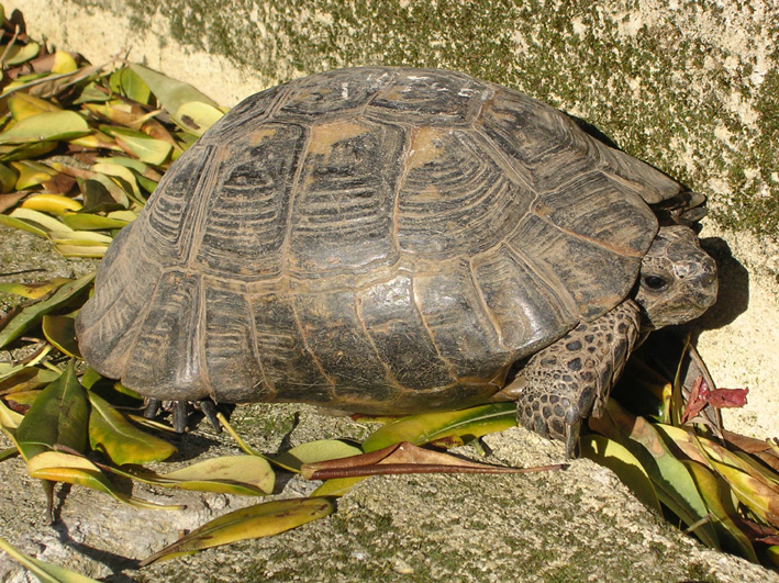 Testudo ibera