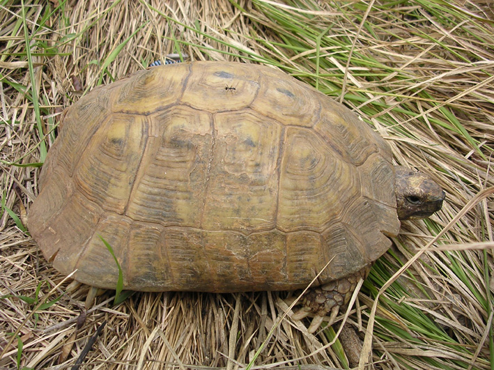 tortue des balkan