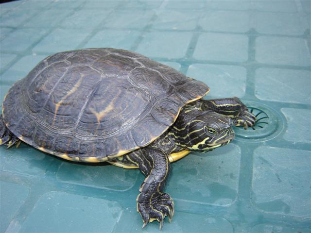 tortue-d-eau-douce