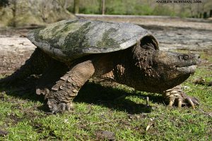 Chelydra serpentina