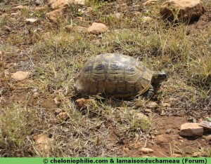 tortue afrique