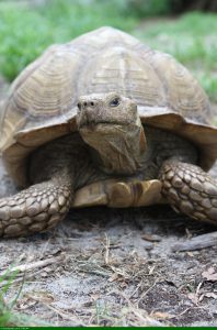 tortue sulcata