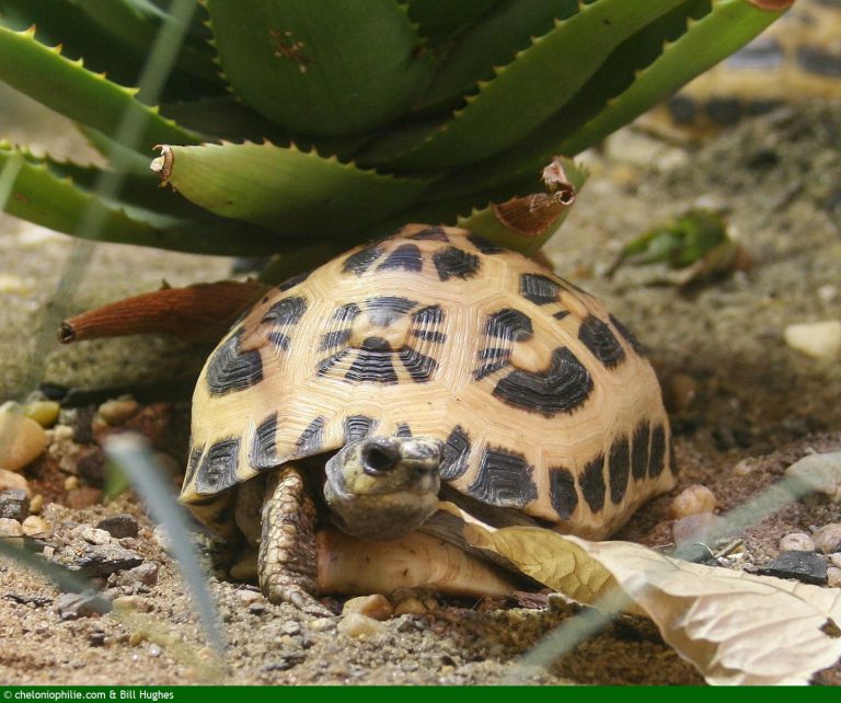Les photos de la tortue terrestre : Pyxis arachnoides - Cheloniophilie.com