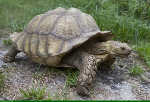 Centrochelys sulcata