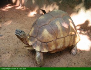 Astrochelys yniphora