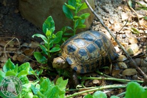 Indotestudo forstenii