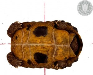 Indotestudo forstenii