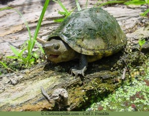 Sternotherus carinatus