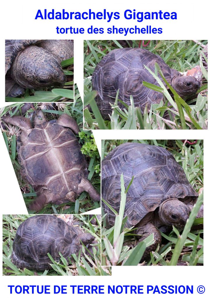 Aldabrachelys gigantea