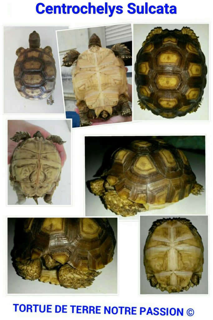 Centrochelys sulcata