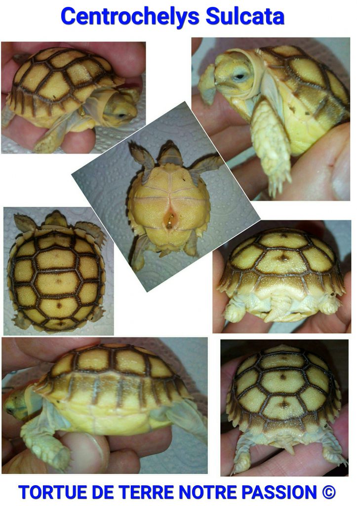 Centrochelys sulcata