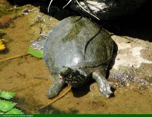 Pelodiscus sinensis